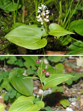 Maianthemum bifolium (L.) Schmidt - Gramigna di Parnasso 