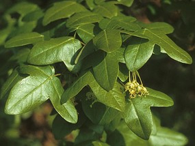 Acer monspessulanum L. subsp. monspessulanum - Acero minore
