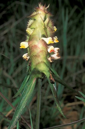 Melampyrum cristatum L. subsp. cristatum - Spigarola dentellata 