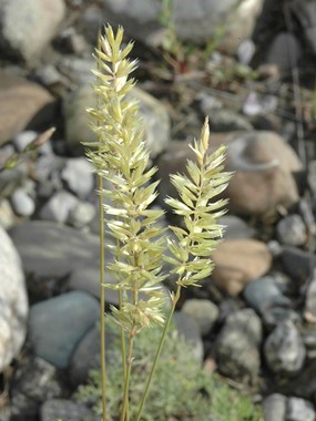Melica ciliata L. subsp. ciliata - Melica barbata 
