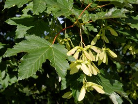 Acer pseudoplatanus L. - Acero di monte, Sicomoro