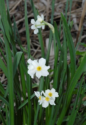 Narcissus medioluteus Mill. - Narciso bifloro 