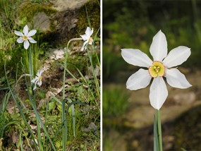 Narcissus poeticus L. - Narciso selvatico 