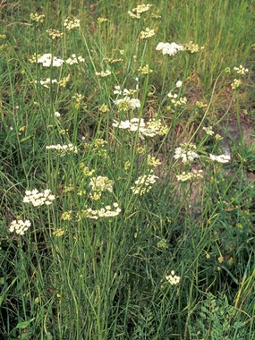 Oenanthe peucedanifolia Pollich - Finocchio-acquatico napolino 