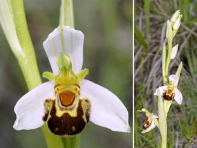 Ophrys apifera Huds. - Ofride fior delle Api 