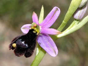 Ophrys bertolonii Moretti - Ofride di Bertoloni 