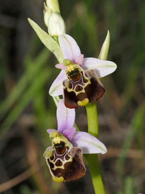 Ophrys fuciflora (F.W. Schmidt) Moench subsp. fuciflora - Ofride dei Fuchi 