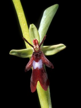 Ophrys insectifera L. - Ofride insettifera 