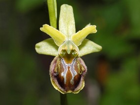 Ophrys sphegodes Mill. subsp. sphegodes - Ofride verde-bruna 