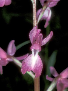 Orchis laxiflora Lam. - Orchide acquatica 