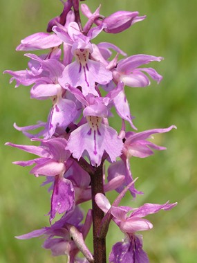 Orchis mascula (L.) L. - Orchide maschia 