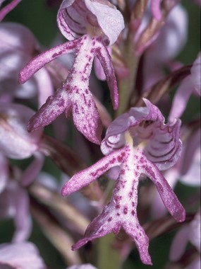 Orchis militaris L. - Orchide militare 