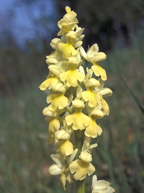 Orchis pallens L. - Orchide pallida 