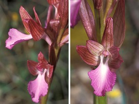 Orchis papilionacea L. - Orchide a farfalla 