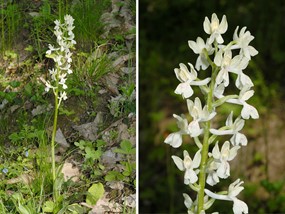 Orchis provincialis Balb. ex Lam. & DC. - Orchide gialla 