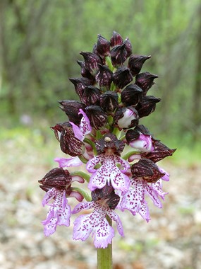 Orchis purpurea Huds. - Orchide maggiore 