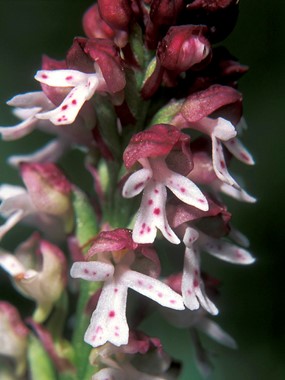 Orchis ustulata L. - Orchide bruciacchiata