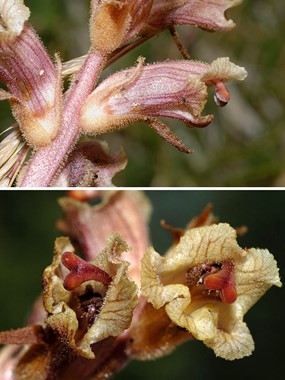 Orobanche alba Stephan ex Willd. - Succiamele del Serpillo 