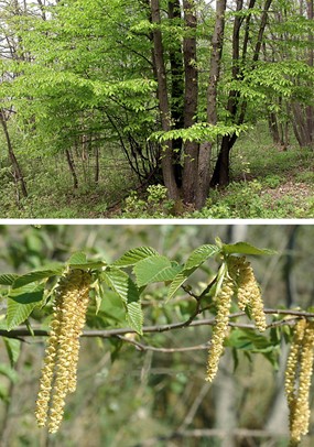 Ostrya carpinifolia Scop. - Carpino nero, Carpinella 