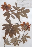 Paeonia officinalis L. subsp. arietina (G. Anderson) N.G. Passal. - Peonia arietina