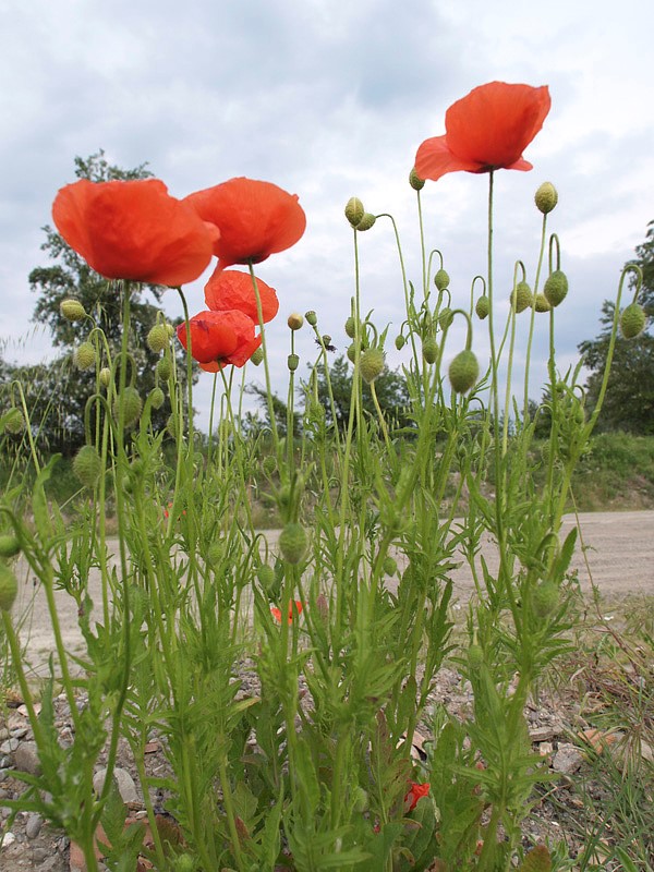 Bellissimi papaveri dalla lunga fioritura per un prato fiorito