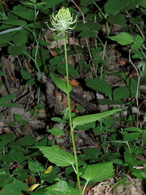 Phyteuma spicatum L. - Raponzolo giallo 