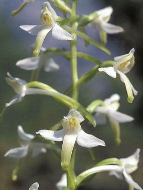 Platanthera bifolia (L.) Rchb. - Platantera comune 
