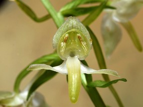 Platanthera chlorantha (Custer) Rchb. - Platantera verdastra 