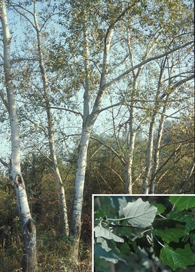 Populus alba L. - Pioppo bianco, Gattice
