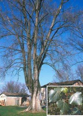 Populus nigra L. - Pioppo nero