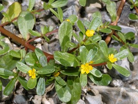 Portulaca oleracea L. subsp. oleracea - Erba porcellana 