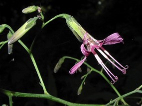 Prenanthes purpurea L. - Lattuga montana 