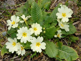 Primula vulgaris Huds. subsp. vulgaris - Primavera, Primula comune 