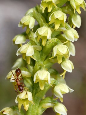 Pseudorchis albida (L.) A. & D. Love - Orchide candida 