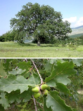 Quercus pubescens Willd. subsp. pubescens - Roverella 
