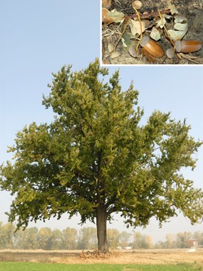 Quercus robur L. subsp. robur - Farnia 