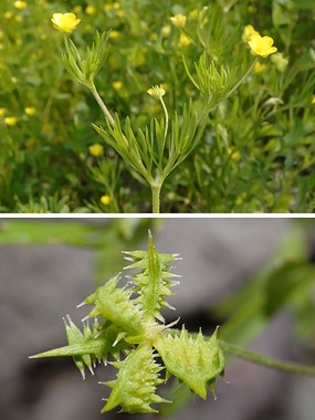 Ranunculus arvensis L. - Ranuncolo dei campi 