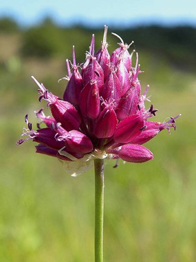 Allium amethystinum Tausch - Aglio ametistino 