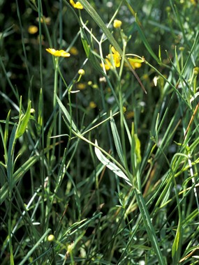 Ranunculus flammula L. - Ranuncolo delle passere 