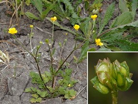 Ranunculus sardous Crantz subsp. sardous - Ranuncolo sardo
