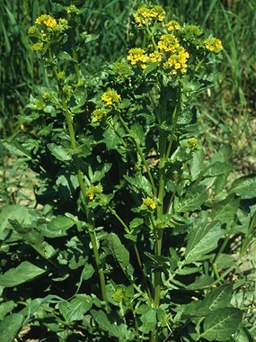Rorippa palustris (L.) Besser - Crescione palustre 