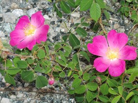 Rosa gallica L. - Rosa serpeggiante 