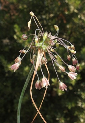 Allium longispathum Redouté