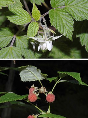 Rubus idaeus L. subsp. idaeus - Lampone 