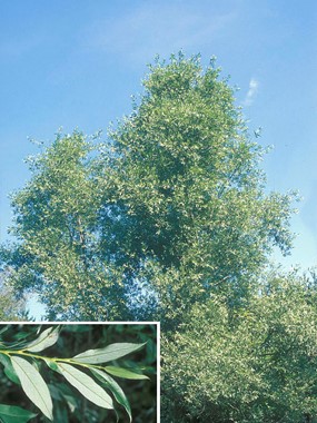 Salix alba L. - Salice bianco, Salice comune 