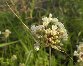Allium pallens L. - Aglio pallido
