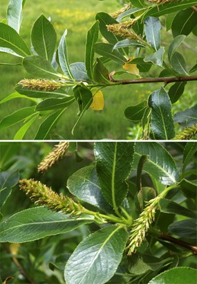 Salix pentandra L. - Salice odoroso