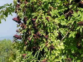 Sambucus nigra L. - Sambuco comune, Sambuco nero 