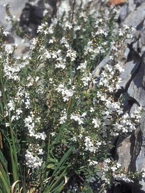 Satureja montana L. - Santoreggia montana 