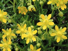 Saxifraga aizoides L. - Sassifraga gialla 